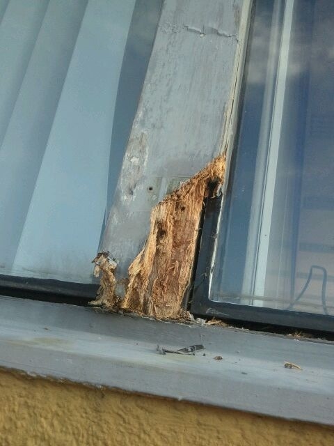 Kozijnstijl voor aanvang van de herstelwerkzaamheden. Hout was zeer vochtig en hierdoor ook problemen voor het toegespaste verfsysteem.
